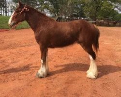 Pferd Classic City BB Marky Mark (Clydesdale, 2014, von Bogton Barnaby)