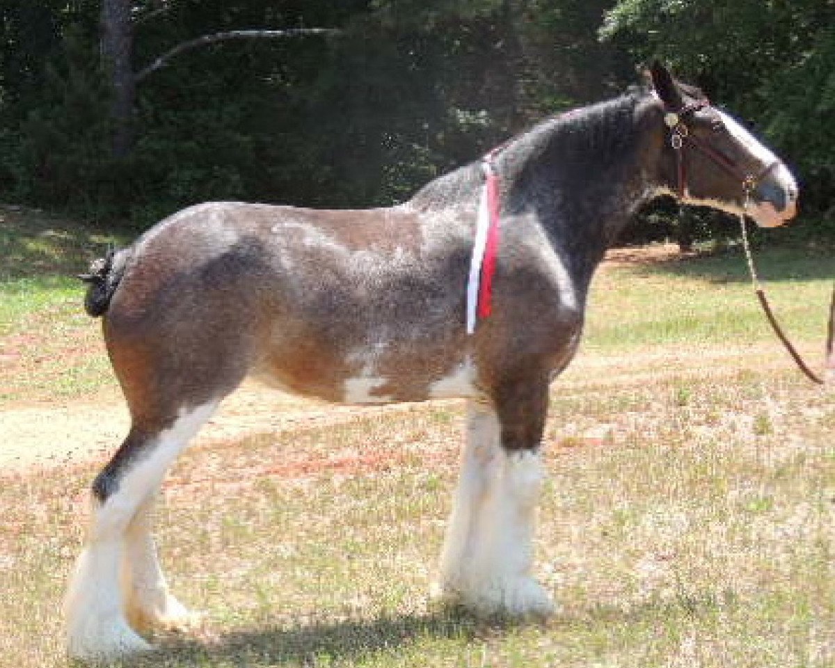 broodmare Mckeown's Excel Flossy (Clydesdale, 2009, from Maple Stone Excel)