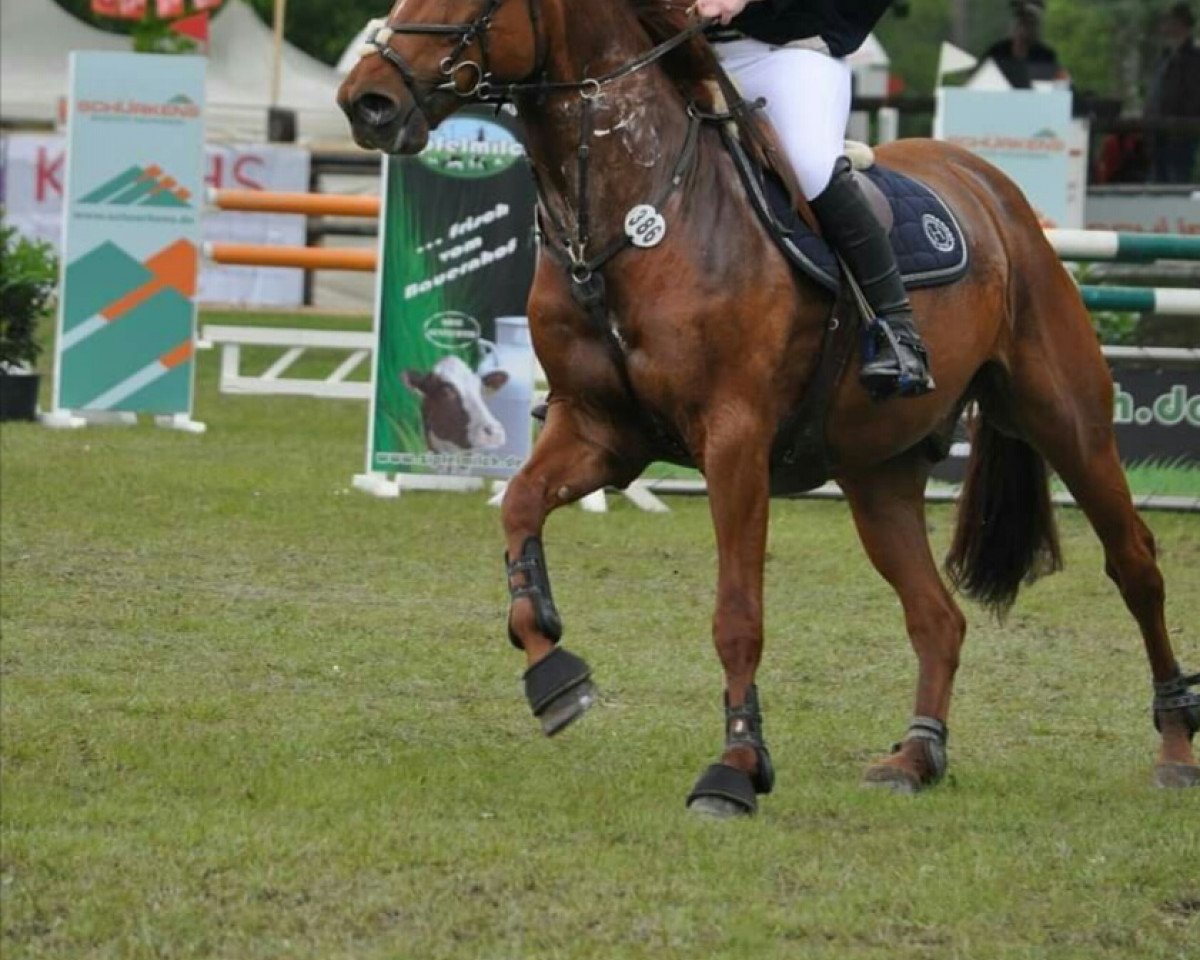 Springpferd Sir Luie (unbekannt, 2007)