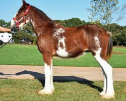 horse Classic City BB Frankie Vallie (Clydesdale, 2014, from Bogton Barnaby)