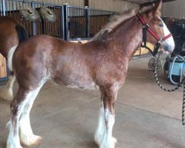 Pferd Classic City BB Fire Feenix (Clydesdale, 2016, von Bogton Barnaby)