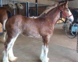 Pferd Classic City BB Fire Feenix (Clydesdale, 2016, von Bogton Barnaby)