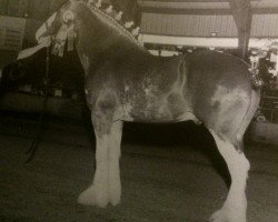 horse Circle Arrow Eric (Clydesdale, 1996, from Olde Pine Tree Winston)