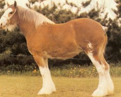 Zuchtstute CIE Billie (Clydesdale, 1980, von Doura Excelsior)