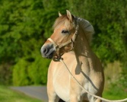 horse Kjaron (Fjord Horse, 2013, from Kjartan)