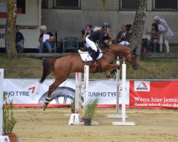 jumper Perigoon (Hanoverian, 2012, from Perigueux)