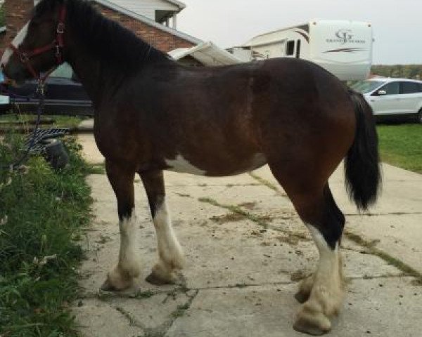 horse Chivalry's Shades of Orrick (Clydesdale, 2012, from Chivalry's Sir Orrick)