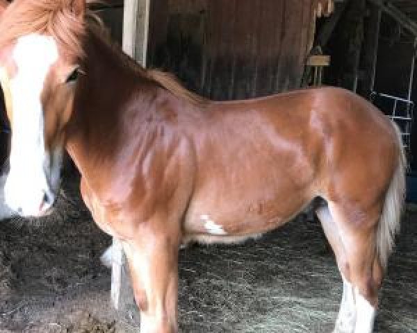 Pferd Chivalry's Maverick (Clydesdale, 2017, von Belleau W.S. Rerun)