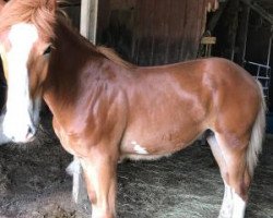 horse Chivalry's Maverick (Clydesdale, 2017, from Belleau W.S. Rerun)