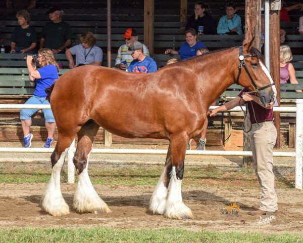 horse Cherrywood Brandy (Clydesdale, 2005, from L & M Farms Timothy)