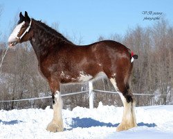 horse Chelsey's Heather (Clydesdale, 2014, from Cristal's Moses)