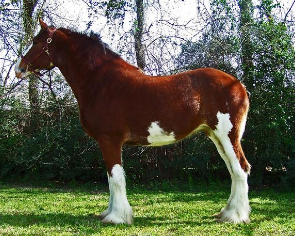 broodmare Charismatic Animation (Clydesdale, 2003, from Greendykes Sherman)