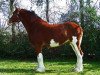 broodmare Charismatic Animation (Clydesdale, 2003, from Greendykes Sherman)