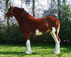 broodmare Charismatic Animation (Clydesdale, 2003, from Greendykes Sherman)