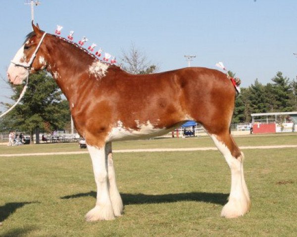 Zuchtstute Wellington's Delightful Dora (Clydesdale, 2007, von Maple Stone Excel)