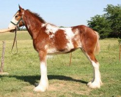 Pferd Chadeau Mountain RPS Polly (Clydesdale, 2017, von Robyncroft Perfect Son)