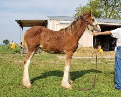 Pferd Chadeau Mountain R.P.S. Reagan (Clydesdale, 2019, von Robyncroft Perfect Son)