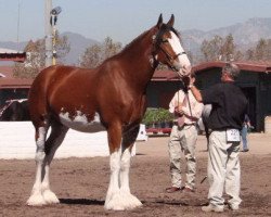 Zuchtstute Scotchwind P.S. Grace (Clydesdale, 2003, von S B H Phoenix)