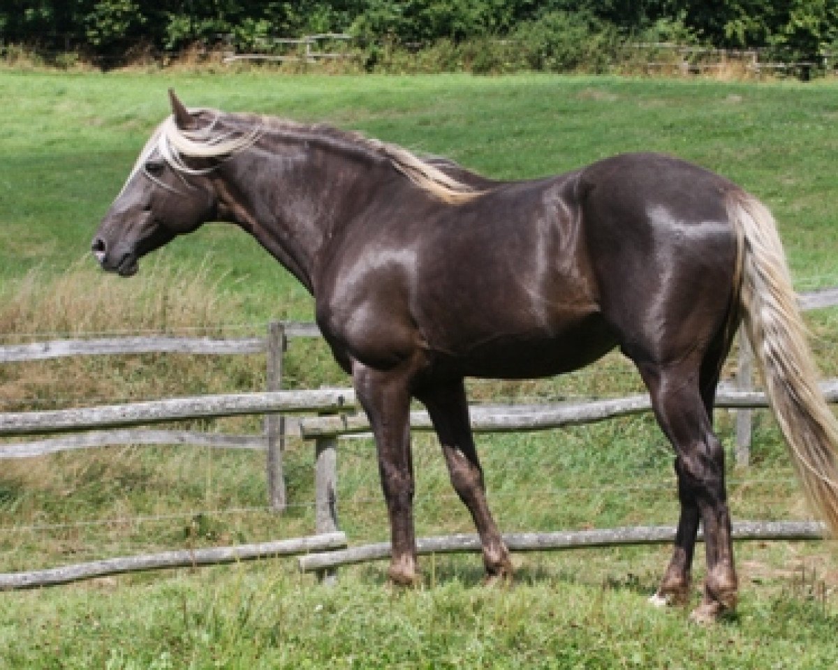 stallion RVF's Risky Business (Rocky Mountain Horse,  )