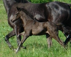 dressage horse Rettungsschirm (German Warmblood, 2012, from RVF's Risky Business)