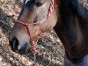 Pferd Lokis (Polnisches Warmblut, 2009, von Lombard)