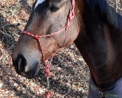 Pferd Lokis (Polnisches Warmblut, 2009, von Lombard)