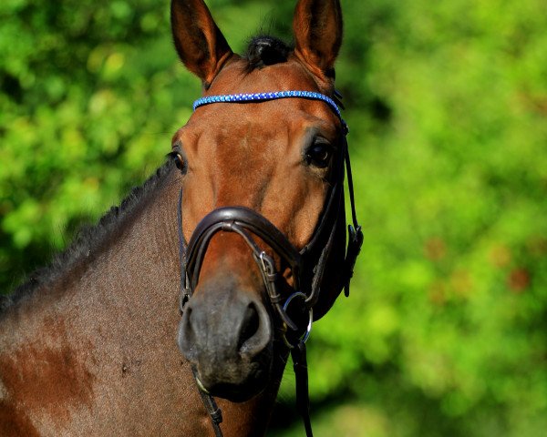 Pferd Zaphyr (Westfale, 2014, von Zorro T)