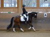 dressage horse Babalou (German Riding Pony, 2002, from Ballentines)