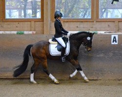 dressage horse Babalou (German Riding Pony, 2002, from Ballentines)