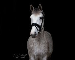 Springpferd Stakkatino (Hannoveraner, 2012, von Stanley)