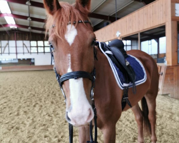 Pferd Ivano (Koninklijk Warmbloed Paardenstamboek Nederland (KWPN),  )