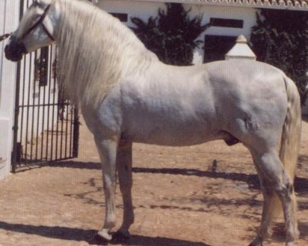 stallion Reberte (Pura Raza Espanola (PRE), 1975, from Gorron II)