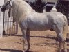 stallion Reberte (Pura Raza Espanola (PRE), 1975, from Gorron II)