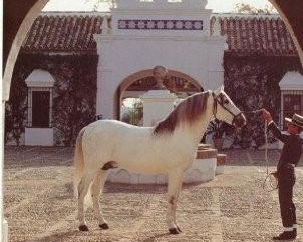 stallion Poseido VI (Pura Raza Espanola (PRE), 1987, from Nevado III)