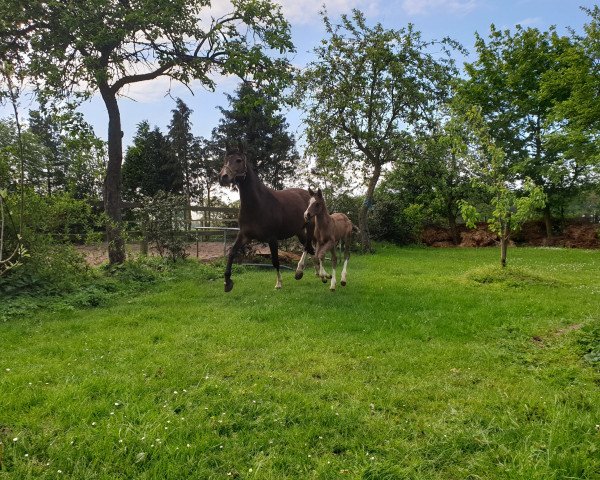 Zuchtstute Braaklander Daya (Deutsches Reitpony, 2009, von Maestro)