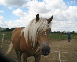 horse Admirals Mellie (Haflinger, 2013, from Admiral)