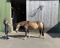 dressage horse Nala 159 (German Riding Pony, 2014, from Steendieks Commender Bond)