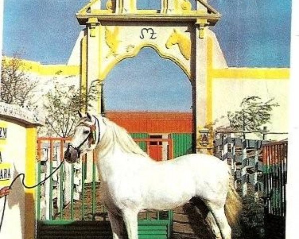 stallion Peruano III (Pura Raza Espanola (PRE), 1975, from Hosco)