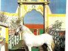 stallion Peruano III (Pura Raza Espanola (PRE), 1975, from Hosco)