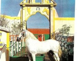 stallion Peruano III (Pura Raza Espanola (PRE), 1975, from Hosco)