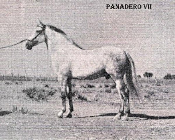 stallion Panadero VII (Pura Raza Espanola (PRE), 1974, from Gemelo II)
