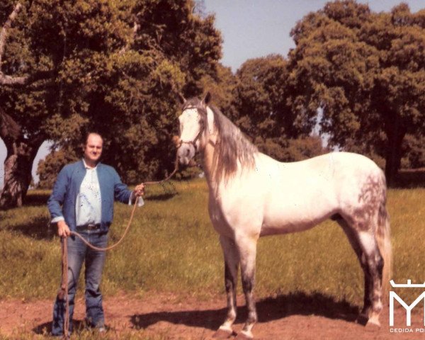 stallion Orfebre (Pura Raza Espanola (PRE), 1973, from Gorron II)