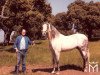 stallion Orfebre (Pura Raza Espanola (PRE), 1973, from Gorron II)