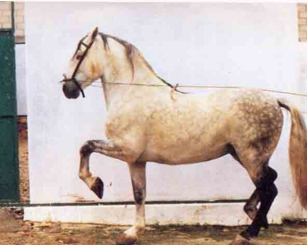 stallion Oficial XXI (Pura Raza Espanola (PRE), 1979, from Jess)