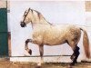 stallion Oficial XXI (Pura Raza Espanola (PRE), 1979, from Jess)