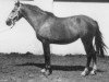 broodmare Oferta (Pura Raza Espanola (PRE), 1973, from Hispano IV)