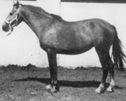 broodmare Oferta (Pura Raza Espanola (PRE), 1973, from Hispano IV)