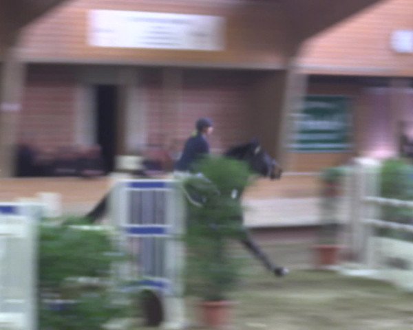 Reitturnier Paderborn 2015