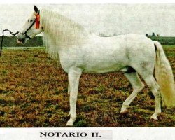 horse Notario II (Pura Raza Espanola (PRE), 1978, from Bizarro IV)