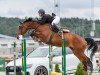 horse Caritza Oceanhill (Swedish Warmblood, 2009, from VDL Cardento 933)